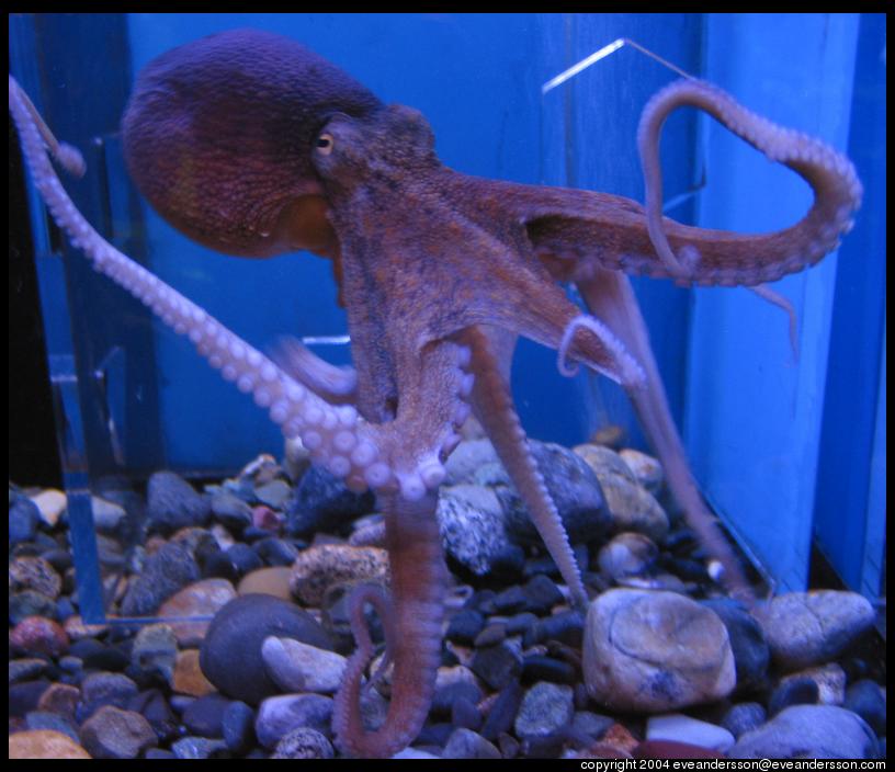 pictures of octopuses. kuji-aquarium-octopus-5-large